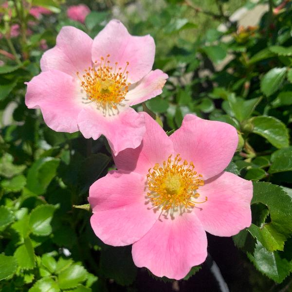 Роза Пинк Басино (Pink Bassino) Почвопокровная