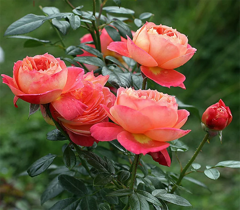 Роза Квин оф Хартс (Queen of Hearts) Флорибунда