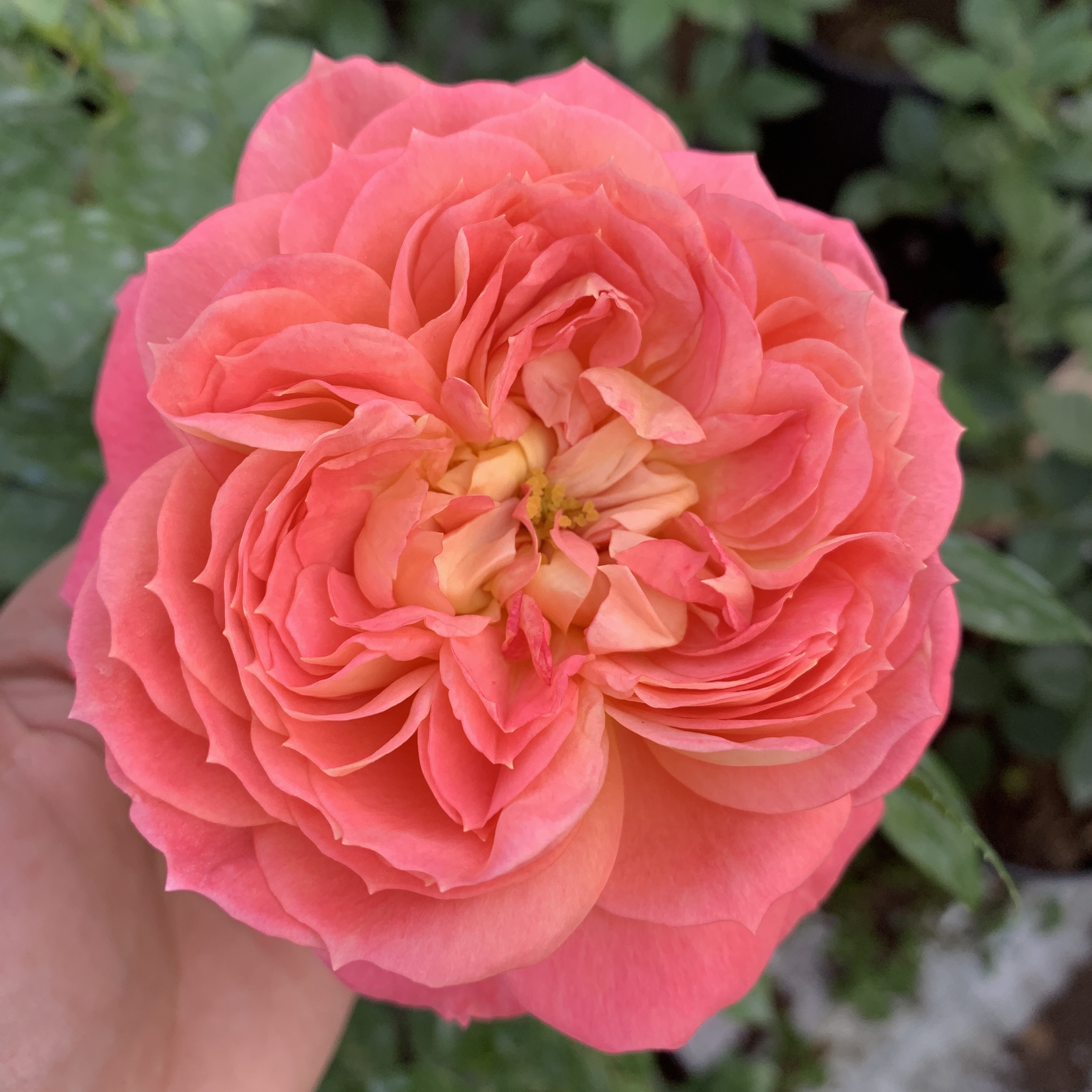 Роза Квин оф Хартс (Queen of Hearts) Флорибунда