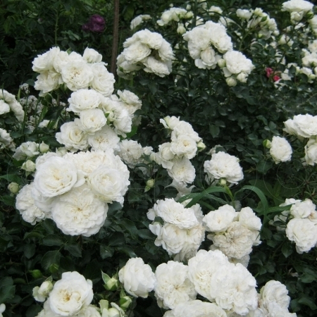 Роза Бланк Мейяндекор (White Meidiland ) Шраб Модерн