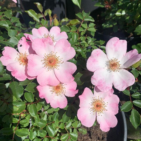 Роза Рози Кушион (Rosy Cushion) Почвопокровная
