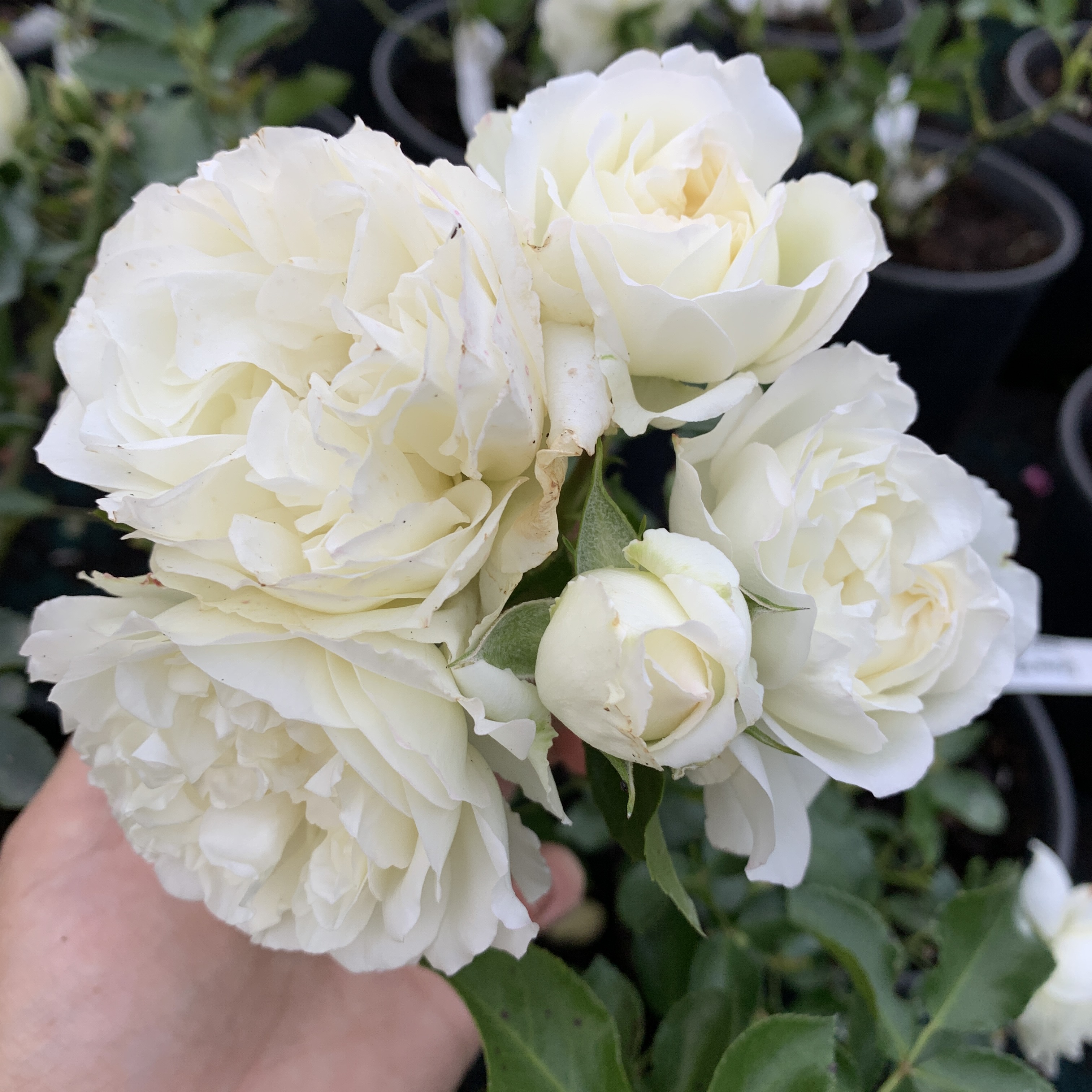 Роза Бланк Мейяндекор (White Meidiland ) Шраб Модерн