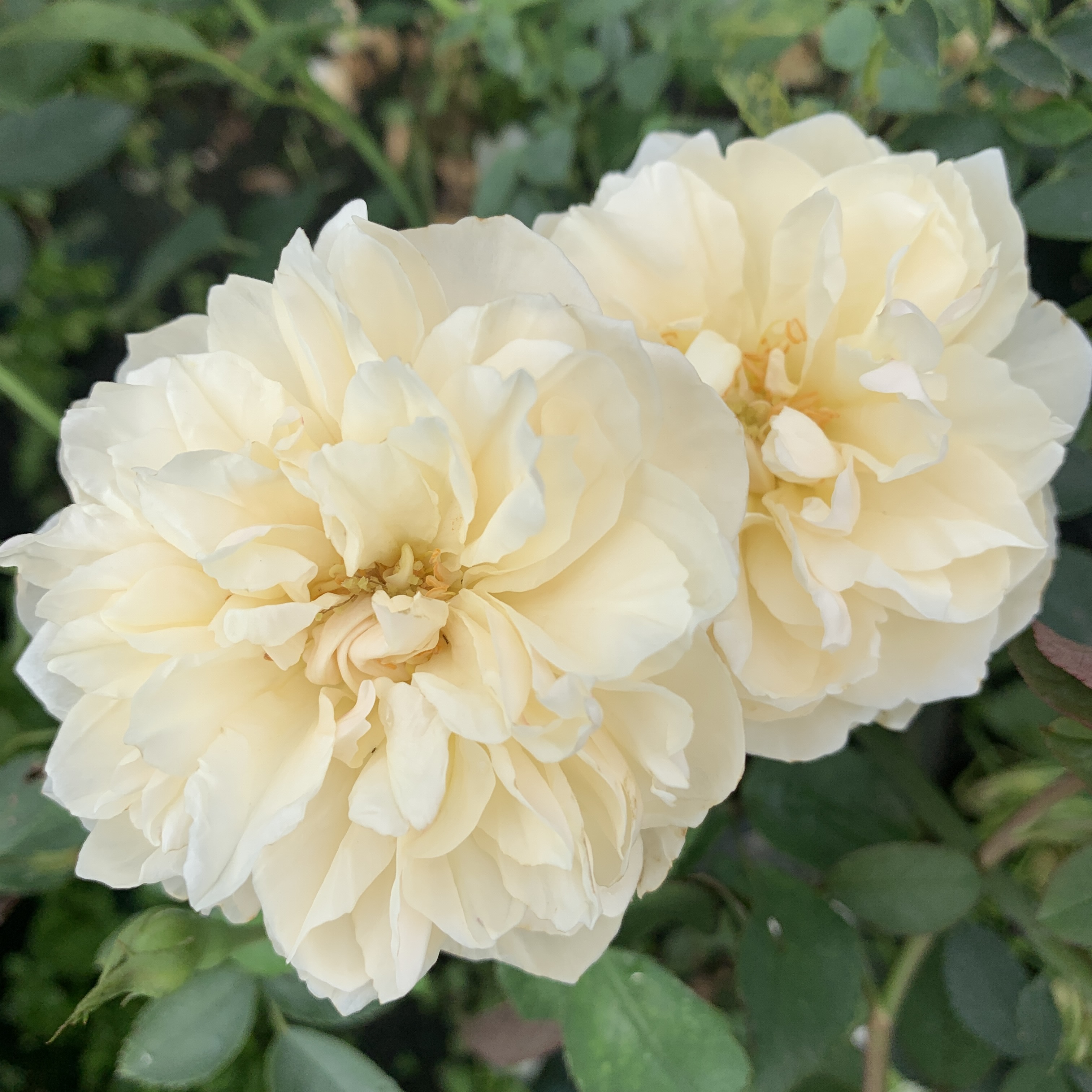 Роза Личфилд Энжел (Lichfield Angel) Английская