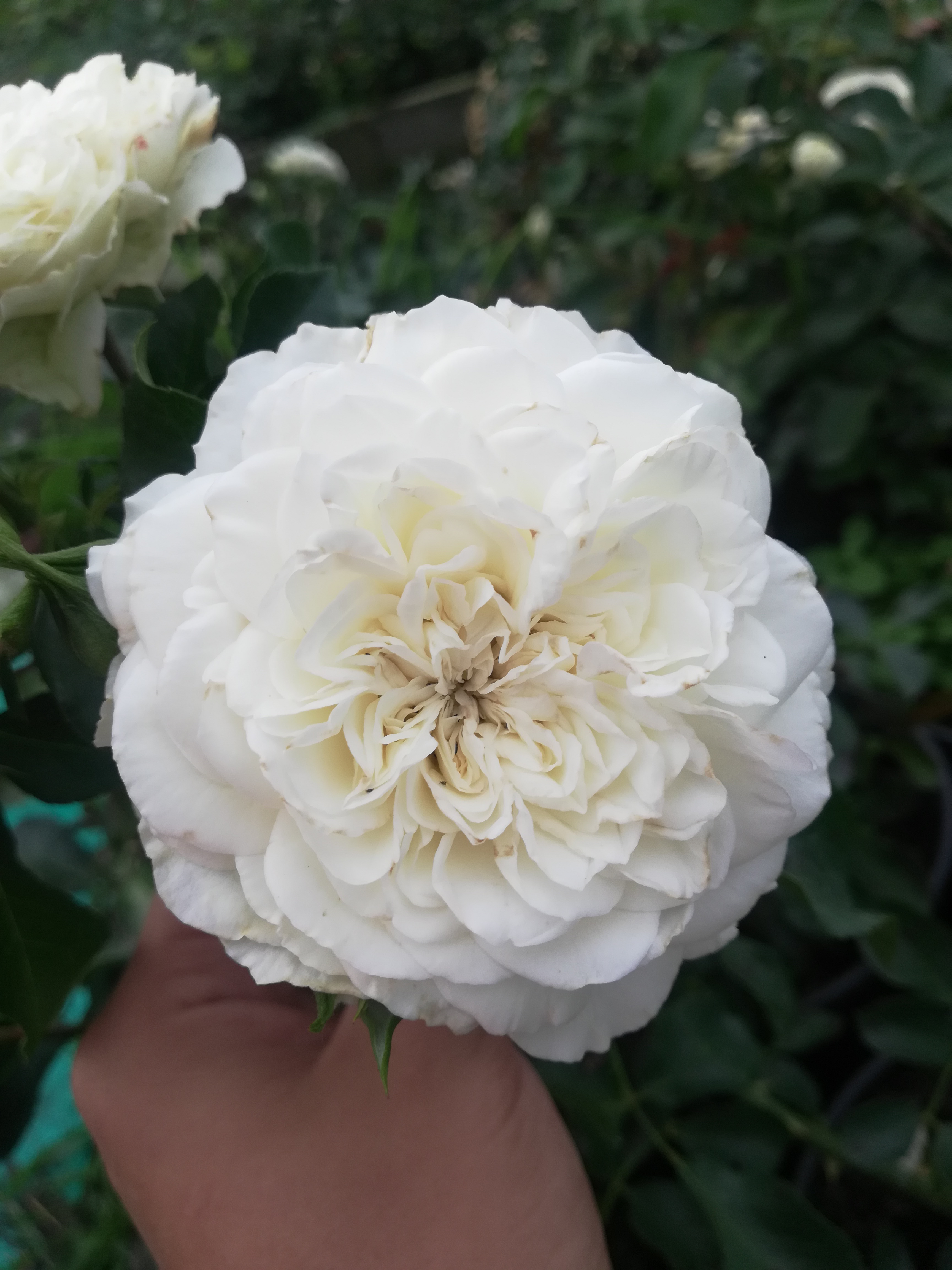 Роза Бланк Мейяндекор (White Meidiland ) Шраб Модерн