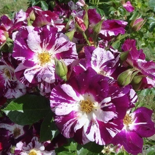 Роза Перпл Сплэш (Purple Splash). Клаймбер