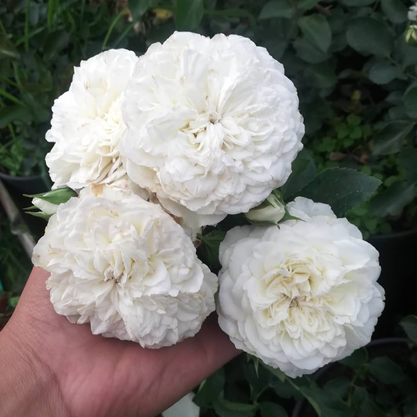 Роза Бланк Мейяндекор (White Meidiland ) Шраб Модерн