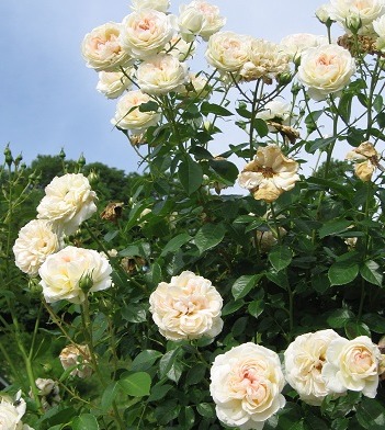 Роза Мон Жарден э Ма Мезон (Mon Jardin et Ma Maison) Плетистая
