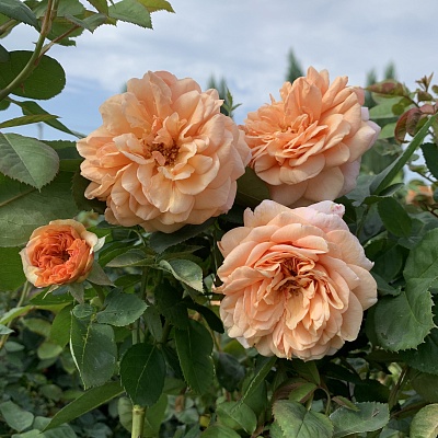 Роза Кроун Принцесса Маргарет (Crown Princess Margaretha) Английская