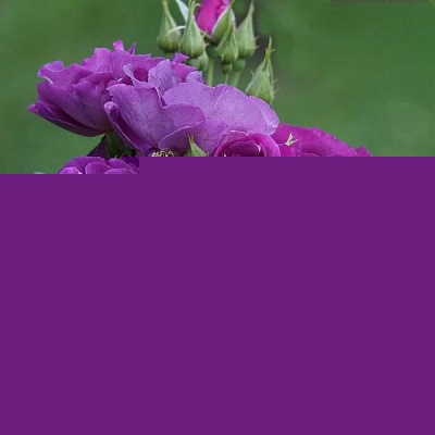 Роза Рапсоди ин блу (Rhapsody in blue) Шраб