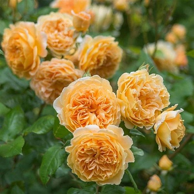 Роза Кроун Принцесса Маргарет (Crown Princess Margaretha) Английская