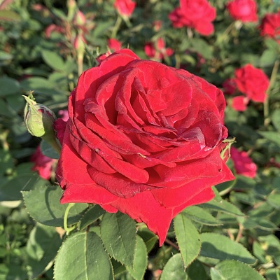 Роза Кашмир (Kashmir) Шраб Модерн