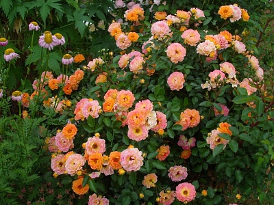 Роза Бесси (Bessy), почвопокровная
