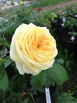 Роза Лемон Помпон (Lemon Pompom)Чайно-гибридная,Kordes Германия, 2011г.