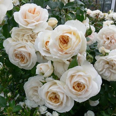 Роза Лионс Розе (Lions Rose) Флорибунда
