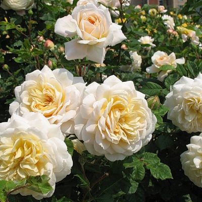 Роза Крокус Роуз (Crokus Rose) Английские,Austin Великобритания, 2000г.