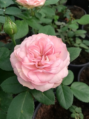 Роза  Лавли Рококо (Lovely Rokoko)серия Noblesse Spray Rose