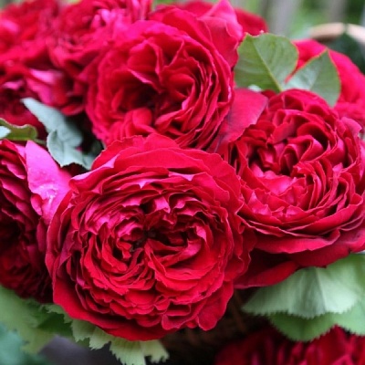 Роза 4 ветров (Rose des 4 Vents) Флорибунда
