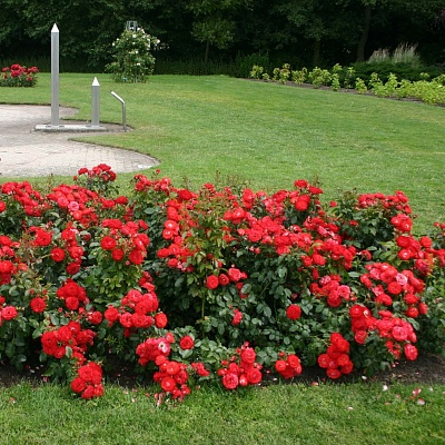 Роза Плантен ун Бломен (Planten un Blomen) Флорибунда