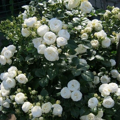 Роза Артемис (Artemis) (Tantau Германия, 2009)