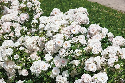 Роза Аспирин Роз (Aspirin Rose) Флорибунда