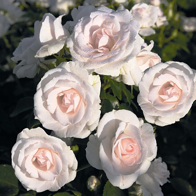 Роза Аспирин Роз (Aspirin Rose) Флорибунда