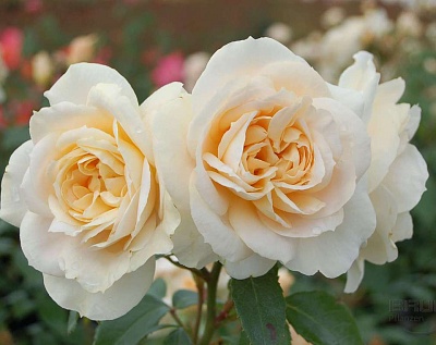 Роза Лионс Розе (Lions Rose) Флорибунда