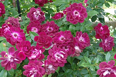 Роза Бургунди Айс (Burgundy Ice) Флорибунда