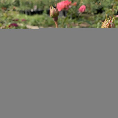 Роза Майн Шенер Гартен (Mein Schoner Garten) Шраб Модерн