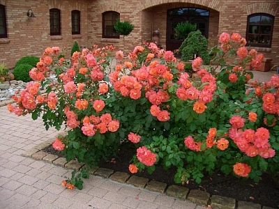 Роза Вестерленд (Westerland) Шраб