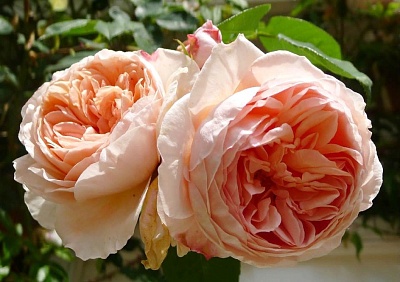 Роза Вильям Моррис (William Morris) Английская