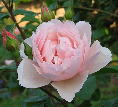 Роза Дженероуз Гарденер (The Generous Gardener) Клаймбер,Английская