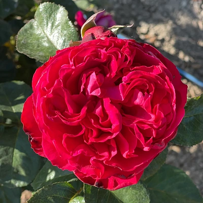 Роза Травиата (Traviata) Чайно-гибридная