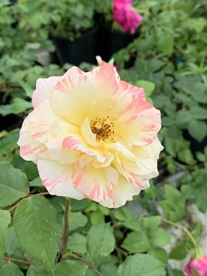 Роза Чихули (Chihuly) Шраб модерн