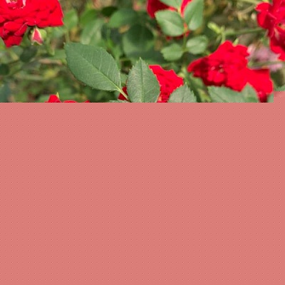 Роза Ред Каскад (Red Cascade) Плетистая миниатюрная