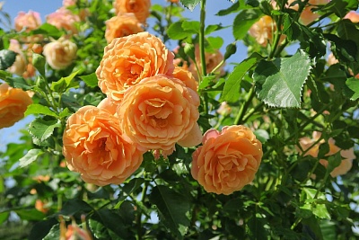 Роза Пич Мельба ( Peach Melba) Плетистая, Клаймбер