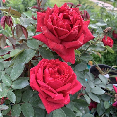 Роза Кашмир (Kashmir) Шраб Модерн