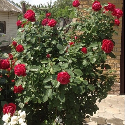 Роза 4 ветров (Rose des 4 Vents) Флорибунда