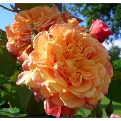 Роза Алоха (Aloha) Клаймбер