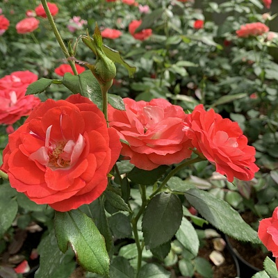 Роза Плантен ун Бломен (Planten un Blomen) Флорибунда