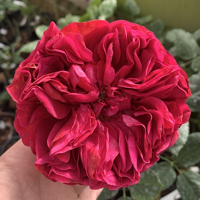 Роза 4 ветров (Rose des 4 Vents) Флорибунда