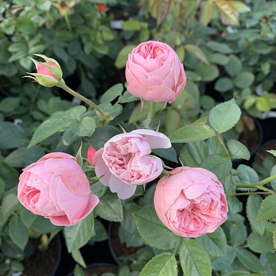 Роза  Лавли Рококо (Lovely Rokoko)серия Noblesse Spray Rose