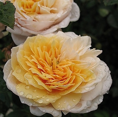Роза Инглиш Гарден (English Garden) Английская