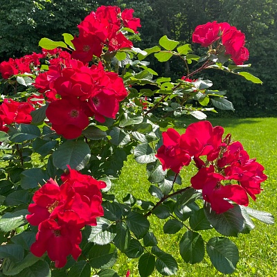 Роза Робуста (Robusta) Шраб