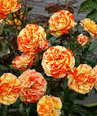 Роза Оранж энд Лемон (Oranges and Lemons) Флорибунда