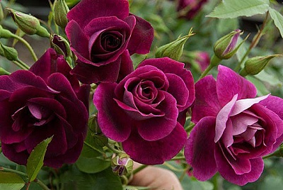Роза Бургунди Айс (Burgundy Ice) Флорибунда