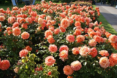 Роза Таттон (Tatton ) Флорибунда