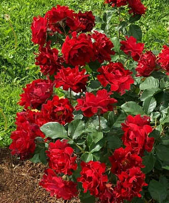 Роза Индианс Раффлс (Indians Ruffles) Флорибунда