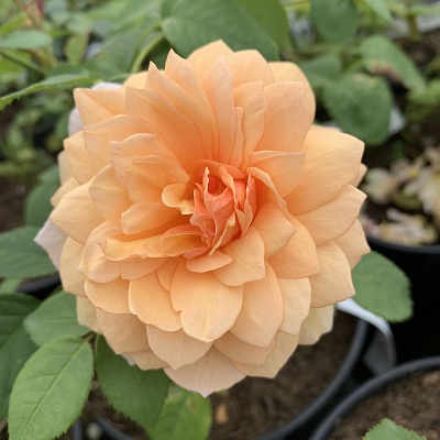 Роза Грейс (Grace) Английская