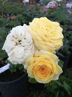 Роза Лемон Помпон (Lemon Pompom)Чайно-гибридная,Kordes Германия, 2011г.