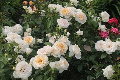 Роза Лионс Розе (Lions Rose) Флорибунда